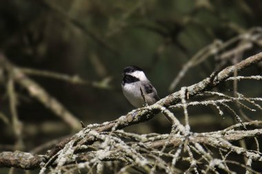 Siyah başlıklı Chickadee (poecile atricapillus)