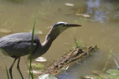Büyük Mavi Balıkçıl (ardea herodias) bir kurbağa yutma sanatında
