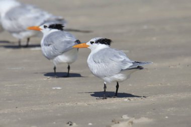 Royal Tern (üreme yoksunluğu) (thalasseus maximus)