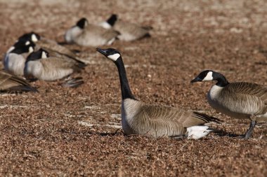 Kanada Kaz Kaz (branta canadensis) yerde oturuyor