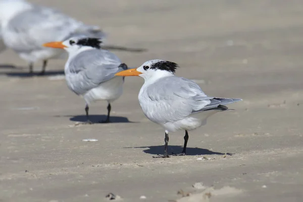 Royal Tern Nonbreeding Thalasseus Maximus — Stock Photo, Image