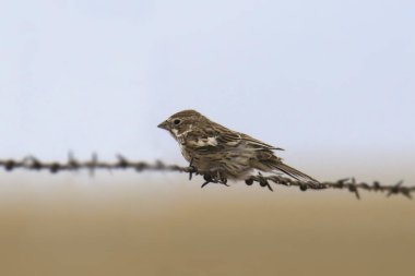 Lark Bunting (kadın) (kalamospiza melanocorys) 