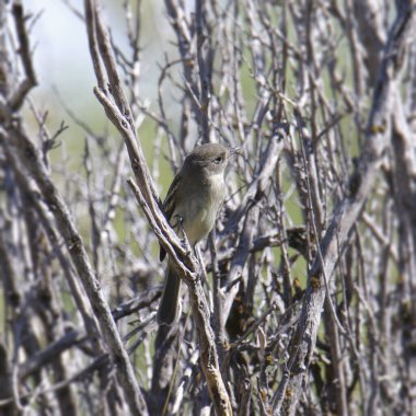 Dusky Flycatcher (empidonax oberholseri)