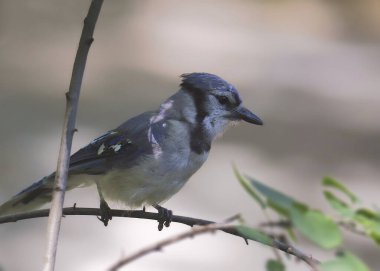 Mavi Jay (siyanocitta cristata)