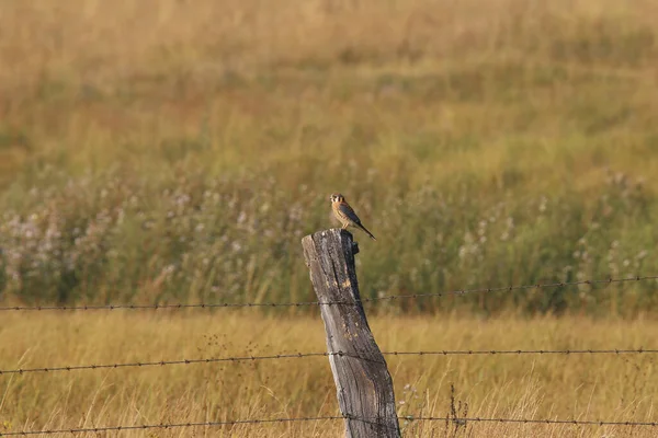 American Kestrel Male Falco Sparverius — Stock Photo, Image