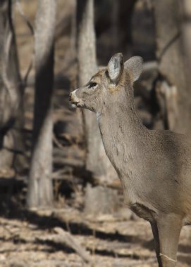 Beyaz kuyruklu geyik (dişi) (odocoileus virginianus)