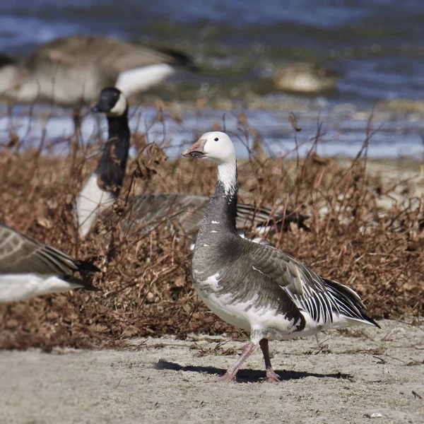 Snow Goose Blue Morph Chen Caerulescens Hanging Out Bunch Canada — Stock Photo, Image