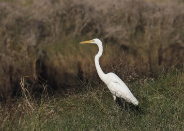 Büyük Egret (ardea alba) 