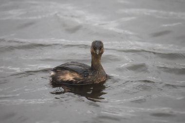 Pied-bill Grebe (podilymbus podiceps)