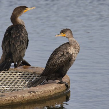 Çift tepeli Karabatak (phalacrocorax auritus))