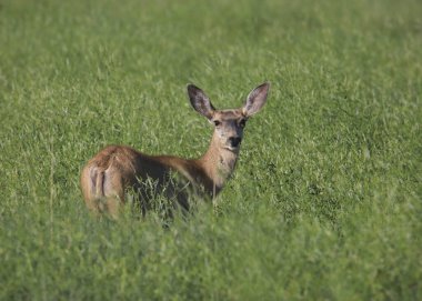 Katır Geyiği (dişi) (odocoileus hemionus) 