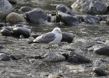Kaliforniya Martı (larus calizina) kayalık bir derede duruyor