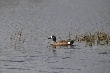 Mavi kanatlı Teal (erkek) (ananas disors))