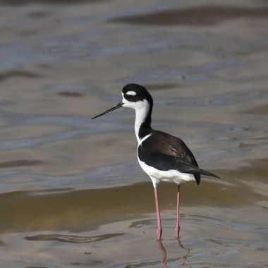 Siyah boyunlu Stilt (himantopus mexicanus) sığ sularda duruyor