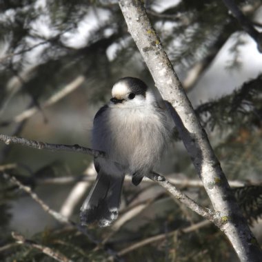 Gri Jay (Kanada Jay) (perisoreus canadensis)