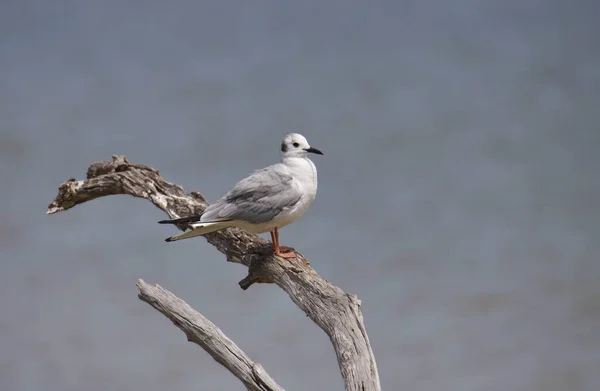 Gaivota Bonaparte Não Reprodutora Chroicocephalus Philadelfia — Fotografia de Stock