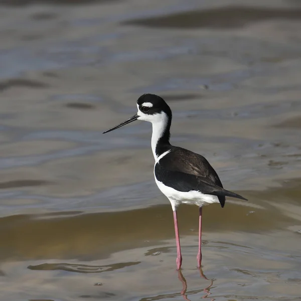 Black Necked Stilt Himantopus Mexicanus Standing Shallow Water — Stock Photo, Image