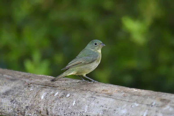 Painted Bunting Žena Passerina Ciris — Stock fotografie