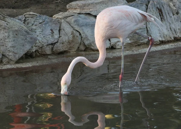Amerikaanse Flamingo Onvolwassen Phoenicopterus Ruber — Stockfoto