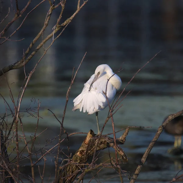 Little Blue Heron Immature Egretta Caerulea — Stock Photo, Image