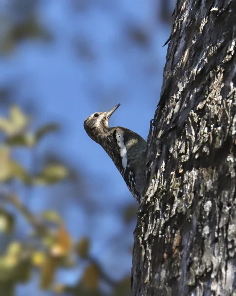 Pic Ventre Jaune Immature Sphyrapicus Varius — Photo