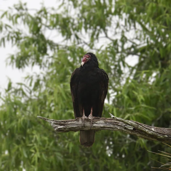 Turchia Avvoltoio Aura Catartica Arroccato Albero Frondoso — Foto Stock