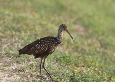 Limpkin (aranus guarauna) çimenli bir çayırda duruyor