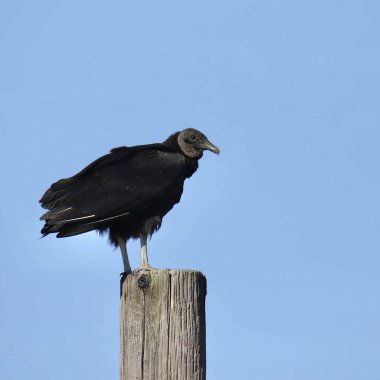 Kara Akbaba (koragyps atratus) tahta bir direğe tünemiştir.