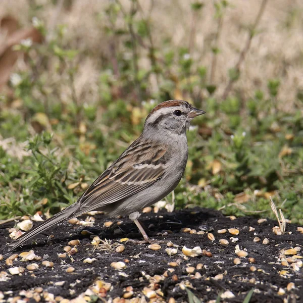 Chipping Sparrow Spizella Passerina — Stock Photo, Image