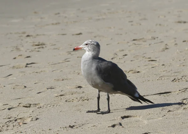 Heerman Gull Nonbreeding Larus Heermanni — Stock Photo, Image