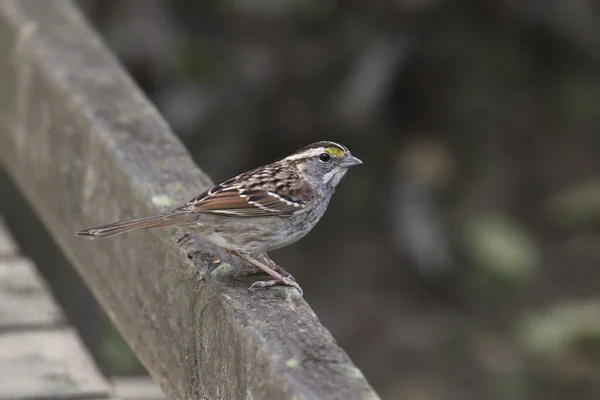 White Throated Sparrow Zonotrichia Albicollis Perched Wooden Railing — Stock Photo, Image