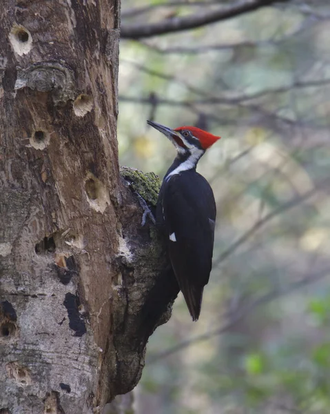 Дятел Самец Dryocopus Pileatus Боку Большого Ствола Дерева — стоковое фото