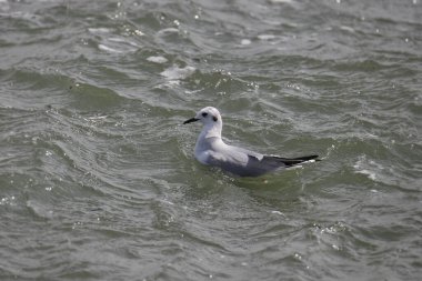 Gülen Martı (üremeyen) (Dalgalı suda yüzen lödofaes atricilla)