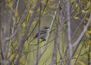 Sarı popolu Warbler (Myrtle, kadın) (setophaga coronata))