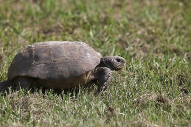 Gopher Kaplumbağası (gopherus polyphemus) otlakta ağır ağır yürürken