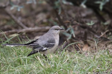 Kuzey Alaycı Kuşu (mimus polyglottos)