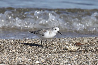 Sanderling (üreme yoksunluğu) (calidris alba)