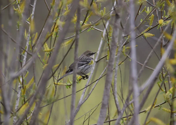 Geelstaartzanger Myrtle Vrouwtje Setophaga Coronata — Stockfoto