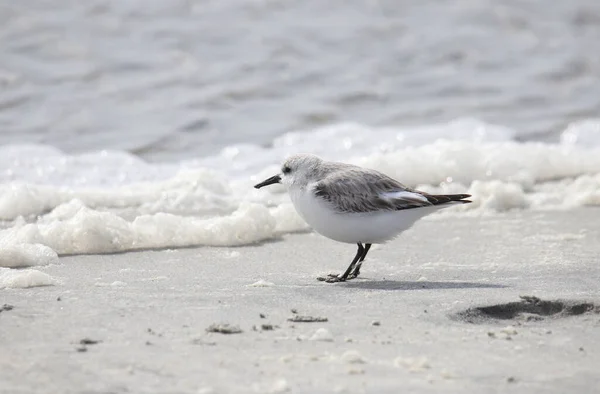Sanderling Niehodowlany Calidris Alba Stojący Piaszczystej Plaży Tuż Przy Linii — Zdjęcie stockowe