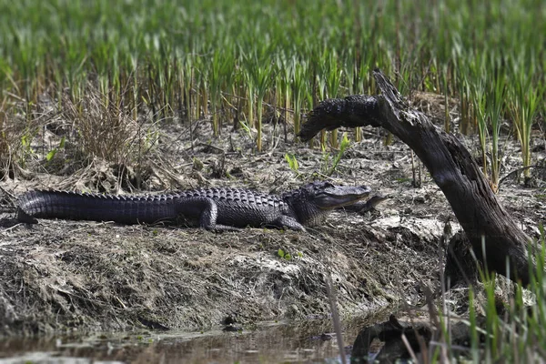 Amerikaanse Alligator Alligator Mississippiensis Zonnen Een Modderige Bank — Stockfoto