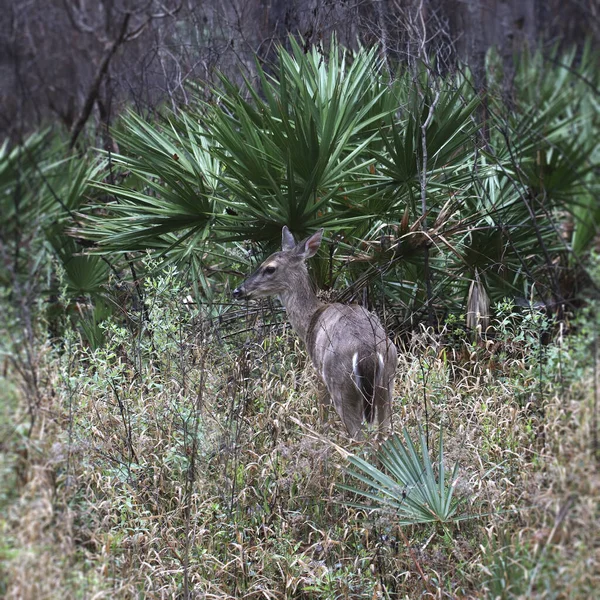 Fehér Farkú Szarvas Nőstény Odocoileus Virginianus — Stock Fotó