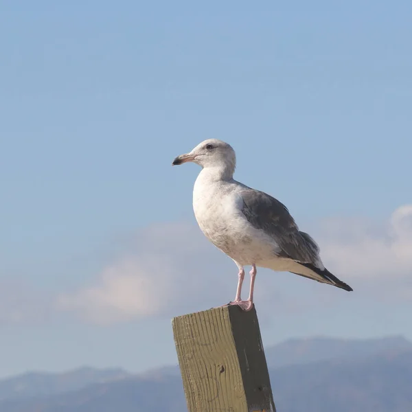 Goéland Occidental Larus Occidentalis — Photo