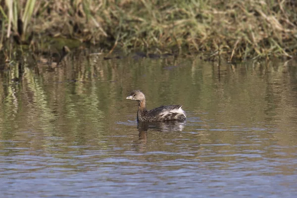 Grebe Pico Podilymbus Podiceps —  Fotos de Stock