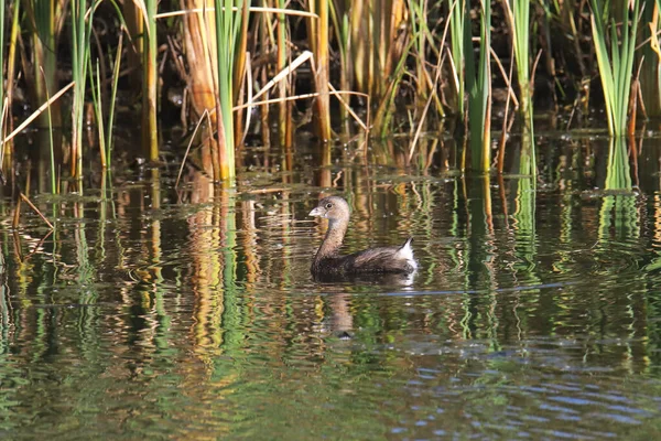 Varkensvlees Podilymbus Podiceps — Stockfoto