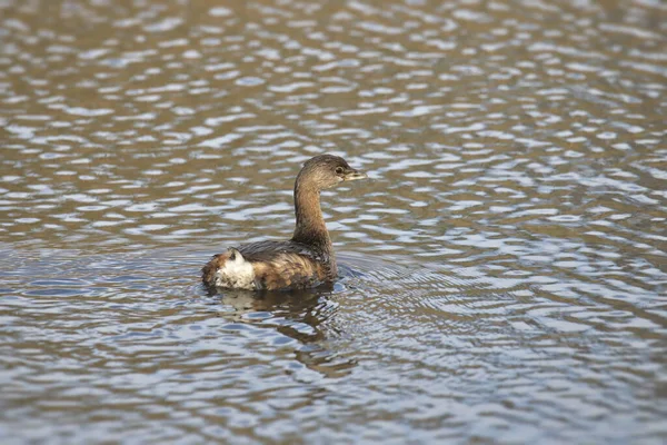 Pied Billed Grebe Podilymbus Podiceps Podilymbus Podiceps — Zdjęcie stockowe