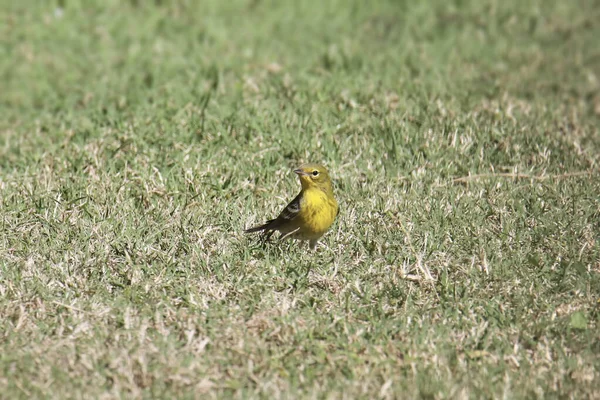 パイン ウォブラー Setophaga Pinus — ストック写真