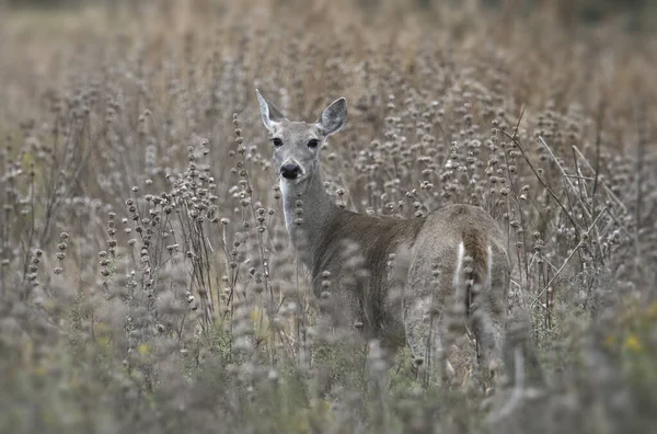 Jelen Běloocasý Samice Odocoileus Virginianus — Stock fotografie