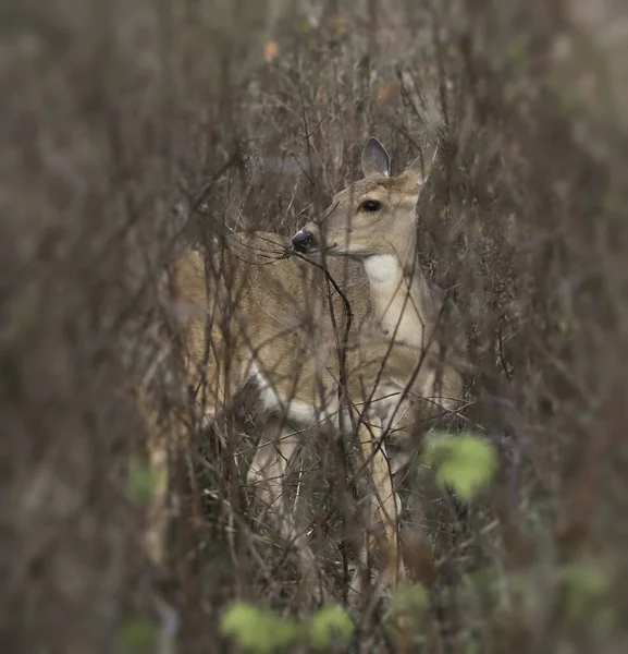 Cerf Virginie Femelle Odocoileus Virginianus — Photo