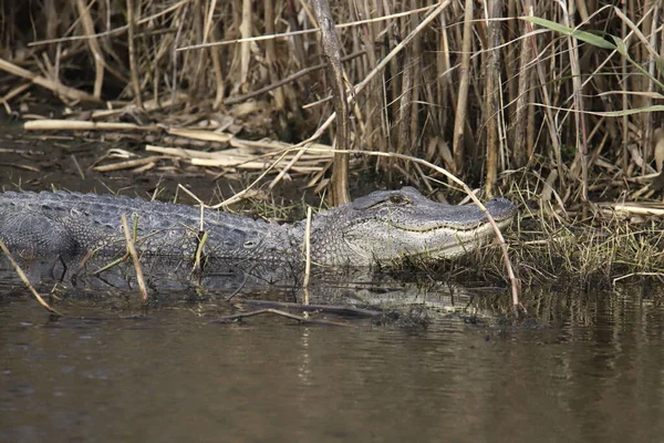 Amerikaanse Alligator Alligator Mississippiensis Aan Basis Van Een Aantal Hoge — Stockfoto