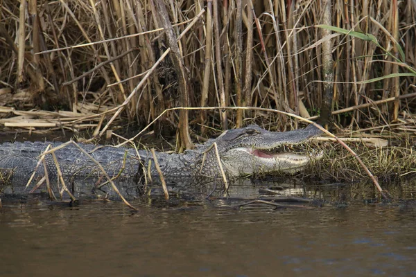 Amerikaanse Alligator Alligator Mississippiensis Aan Basis Van Een Aantal Hoge — Stockfoto